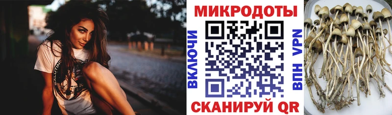Купить закладки  Каргополь  Псилоцибиновые грибы мухоморы 